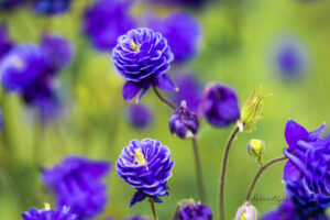 Purple Columbine photo for sale