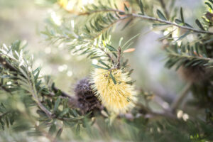 #12 Bottle Brush photo for sale Australis