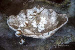 McCartys ceramic shell still-life photo for sale