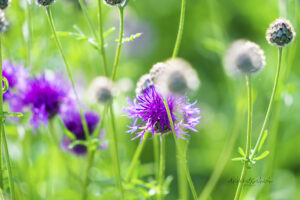 #11 Button Bush photo for sale Missouri Botanical Gardens