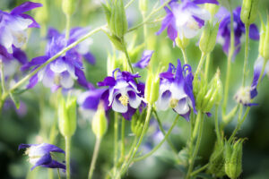#10 Columbine flower photo for sale Missouri Botanical Gardens