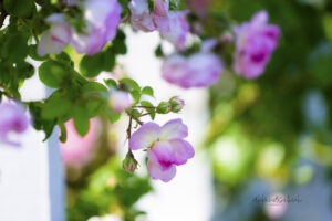 #9 Pink Rose photo for sale Missouri Botanical Gardens