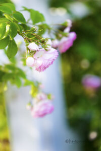 #8 Pink Rose blossoms photo for sale Missouri Botanical Gardens