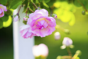 #7 Pink blossom photo for sale Missouri Botanical Gardens