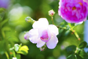 #6 Pink rose blooming photo for sale Missouri Botanical Gardens