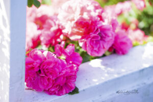 #6 Pink Rose flowers photo for sale Missouri Botanical Gardens