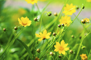 Coreopsis flower photo for sale Missouri Botanical Gardens