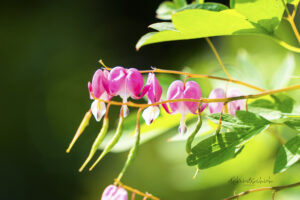 Bleeding Heart flower photo for sale Missouri Botanical Gardens