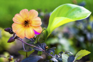 Orange flower photo for sale Missouri Botanical Gardens