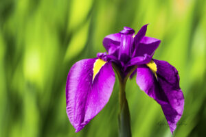 Iris photo for sale Missouri Botanical gardens