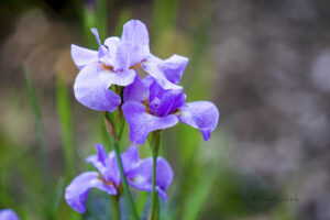 Iris photo for sale Missouri Botanical Gardens