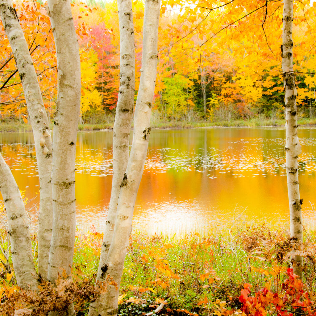 White Birch Forest Lake photo for sale