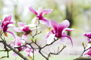 Magnolia photo for sale Missouri Botanical Gardens