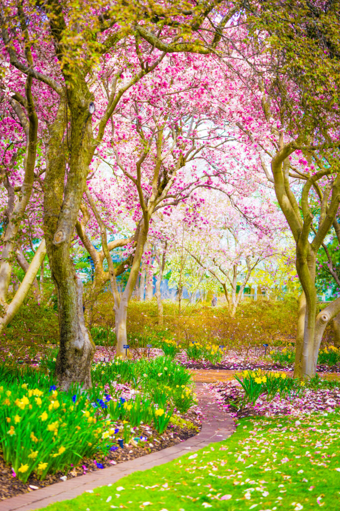 Magnolia Path flower garden photo for sale