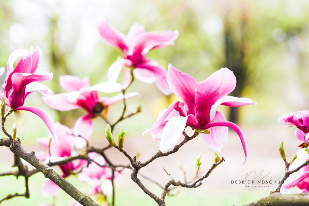 magnolias photo for sale